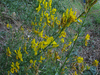 Genista tinctoria