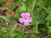 Geranium robertianum