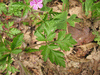 Geranium robertianum