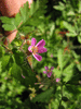 Geranium robertianum