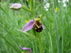 Ophrys apifera