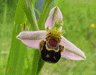 Ophrys apifera