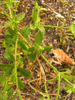 Polycarpon tetraphyllum