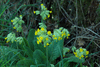 Primula veris