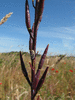 Sisymbrium officinale