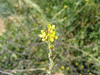 Sisymbrium officinale