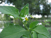 Solanum nigrum