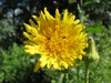 Sonchus arvensis