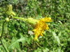 Sonchus arvensis