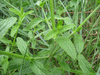 Stachys recta