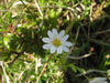 Stellaria holostea