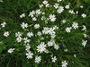 Stellaria holostea