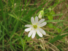 Stellaria holostea