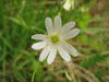 Stellaria holostea