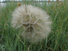 Tragopogon pratensis