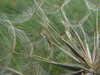 Tragopogon pratensis