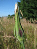 Tragopogon pratensis