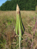 Tragopogon pratensis