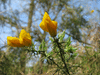 Ulex europaeus