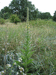 Verbascum thapsus