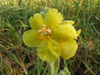 Verbascum thapsus