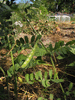 Vicia sativa