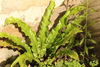 Asplenium scolopendrium