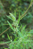 Atriplex patula