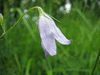 Campanula rapunculus