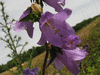 Campanula trachelium