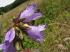 Campanula trachelium