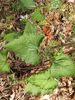 Campanula trachelium