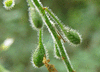 Circaea lutetiana