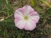 Convolvulus arvensis