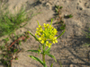 Erysimum cheiranthoides