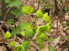 Euphorbia amygdaloides