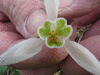 Galanthus nivalis