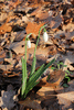 Galanthus nivalis