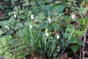 Galanthus nivalis