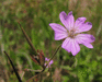 Geranium pyrenaicum