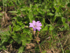 Geranium pyrenaicum