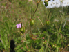 Geranium pyrenaicum