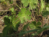 Geranium pyrenaicum