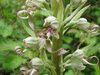 Himantoglossum hircinum