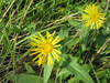 Inula britannica