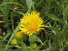 Inula britannica