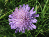 Knautia arvensis