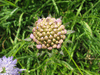 Knautia arvensis