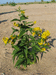 Lysimachia vulgaris