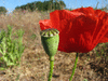 Papaver rhoeas